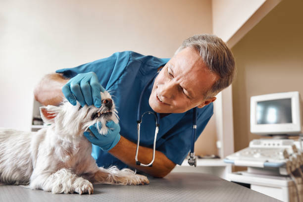 Best Pediatric Emergency Dentist in Mason City, IA
